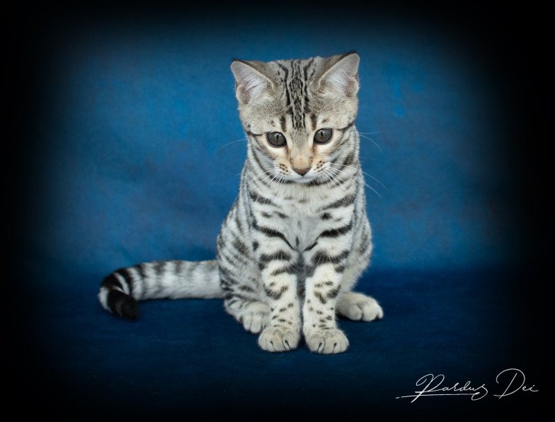 Pardus Deï Abysse de Lune Femelle Bengal