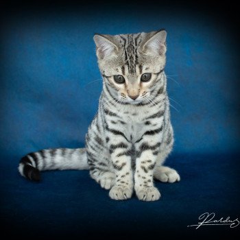 chat Bengal Abysse de Lune Chatterie de la Stella Félina (Bengal)