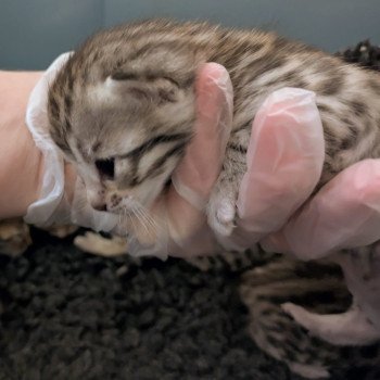 chat Bengal Abysse de Lune Chatterie de la Stella Félina (Bengal)