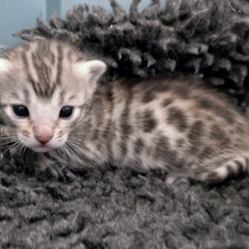 chat Bengal Abysse de Lune Chatterie de la Stella Félina (Bengal)