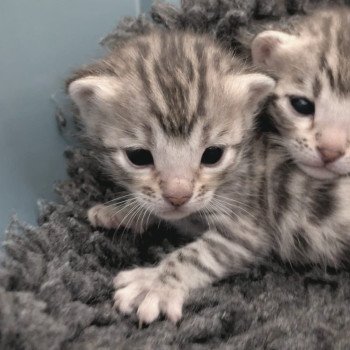 chat Bengal Abysse de Lune Chatterie de la Stella Félina (Bengal)