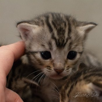 chat Bengal Abysse de Lune Chatterie de la Stella Félina (Bengal)