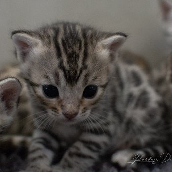 chat Bengal Abysse de Lune Chatterie de la Stella Félina (Bengal)