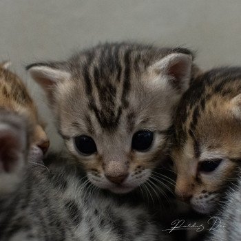 chat Bengal Abysse de Lune Chatterie de la Stella Félina (Bengal)