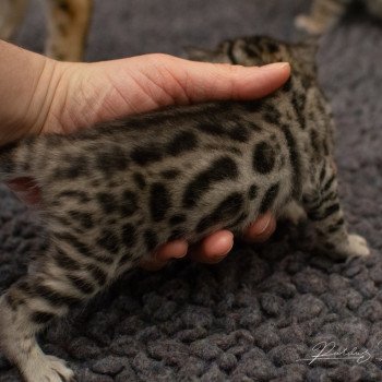 chat Bengal Abysse de Lune Chatterie de la Stella Félina (Bengal)