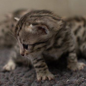 chat Bengal Abysse de Lune Chatterie de la Stella Félina (Bengal)