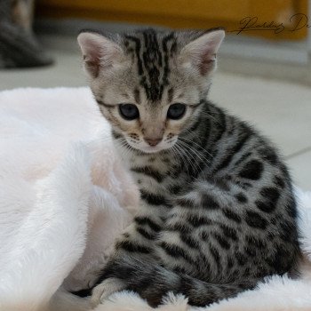 chat Bengal Abysse de Lune Chatterie de la Stella Félina (Bengal)