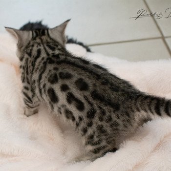 chat Bengal Abysse de Lune Chatterie de la Stella Félina (Bengal)