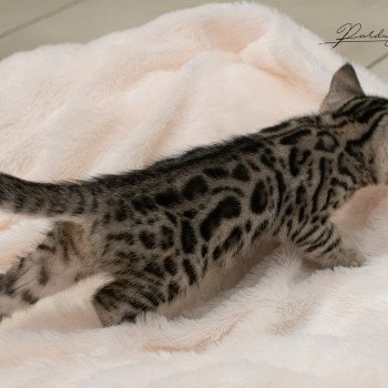 chat Bengal Abysse de Lune Chatterie de la Stella Félina (Bengal)