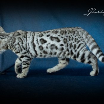 chat Bengal Abysse de Lune Chatterie de la Stella Félina (Bengal)