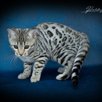 chat Bengal Abysse de Lune Chatterie de la Stella Félina (Bengal)