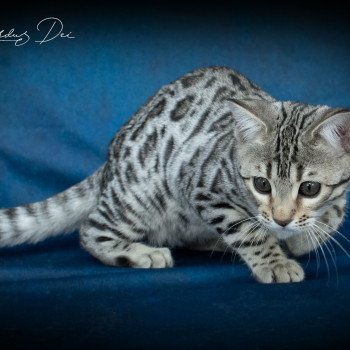 chat Bengal Abysse de Lune Chatterie de la Stella Félina (Bengal)