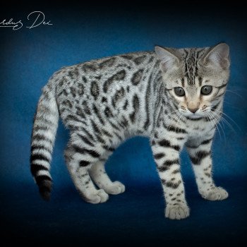 chat Bengal Abysse de Lune Chatterie de la Stella Félina (Bengal)