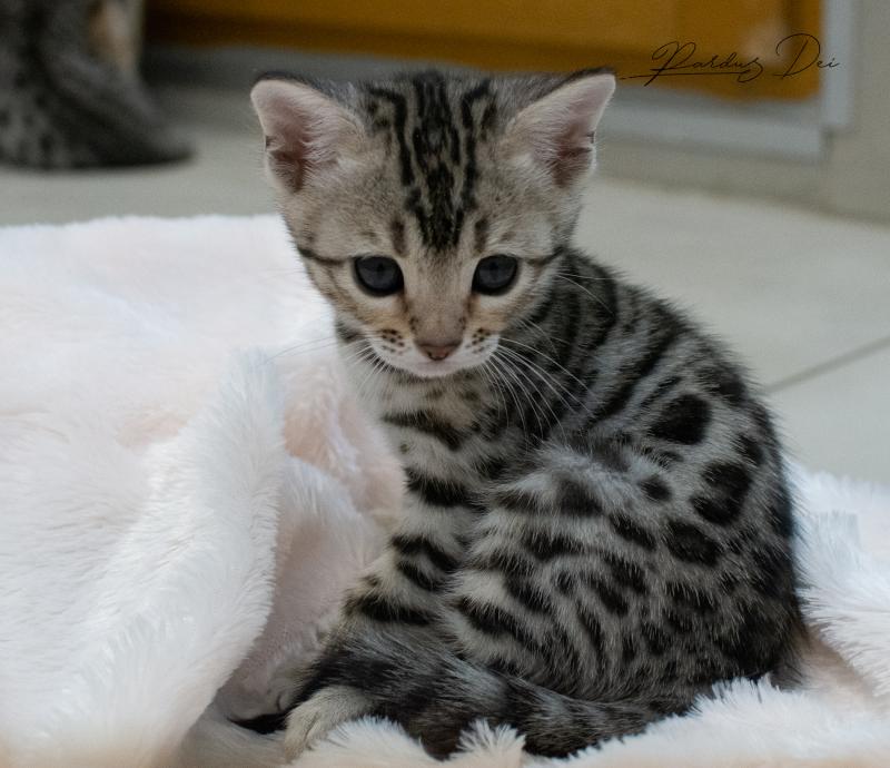 Pardus Deï Abysse de Lune Femelle Bengal