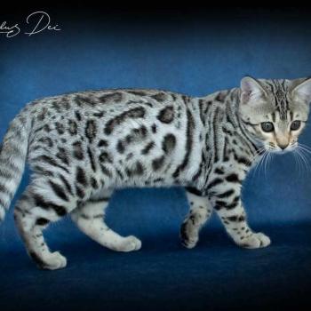 chat Bengal black silver spotted / rosettes Abysse de Lune Chatterie de la Stella Félina (British Shortair)