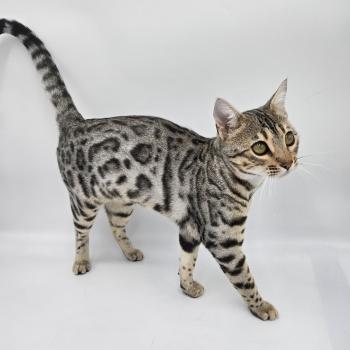 chat Bengal black silver spotted / rosettes Abysse de Lune Chatterie de la Stella Félina (British Shortair)