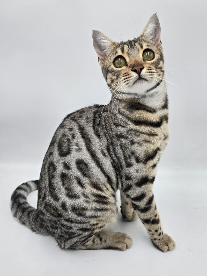 Pardus Deï Abysse de Lune Femelle Bengal