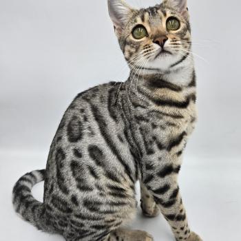 chat Bengal black silver spotted / rosettes Abysse de Lune Chatterie de la Stella Félina (British Shortair)