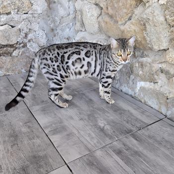 chat Bengal black silver spotted / rosettes Abysse de Lune Chatterie de la Stella Félina (British Shortair)
