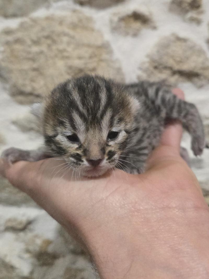 Bellatrix De la Stella Félina Femelle Bengal