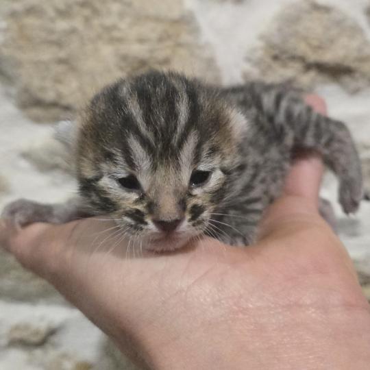 Bellatrix De la Stella Félina Femelle Bengal