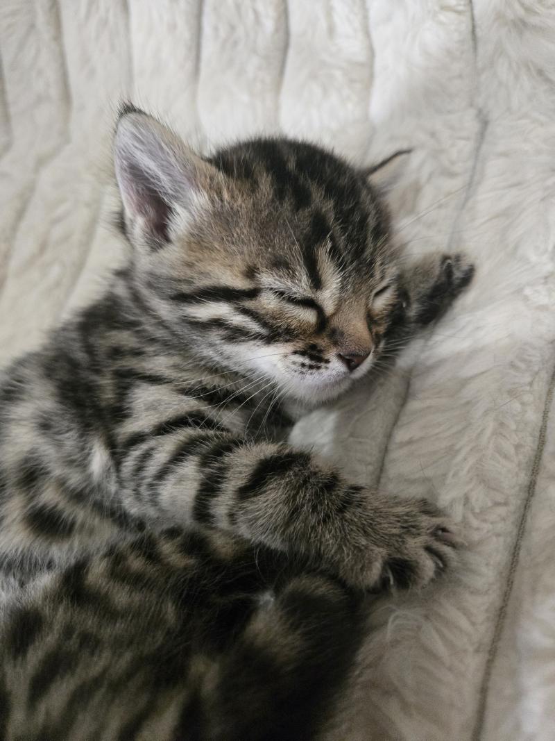 Bellatrix De la Stella Félina Femelle Bengal