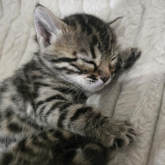 Bellatrix De la Stella Félina Femelle Bengal