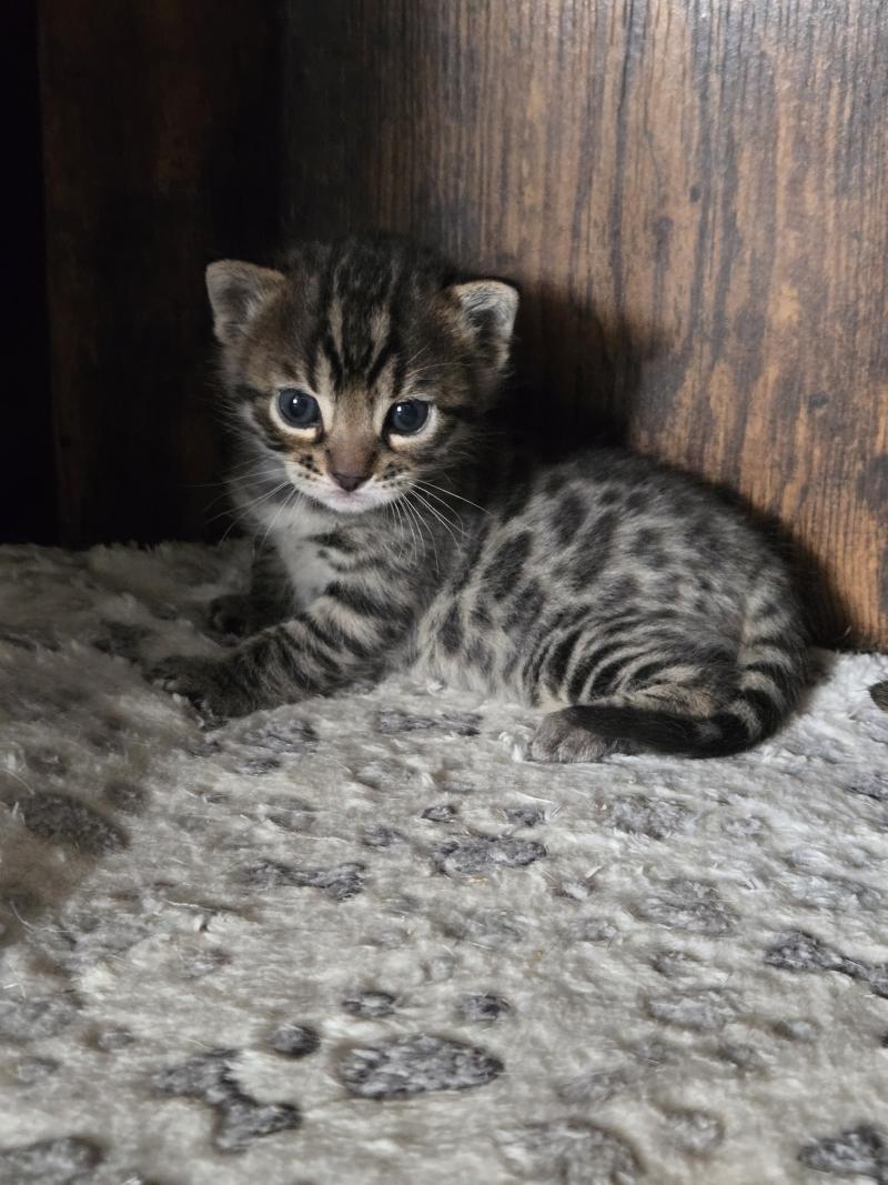 Boréal De la Stella Félina Mâle Bengal