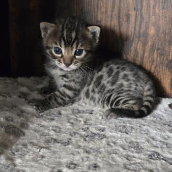 chaton Bengal black silver spotted / rosettes Boréal Chatterie de la Stella Félina (British Shortair)