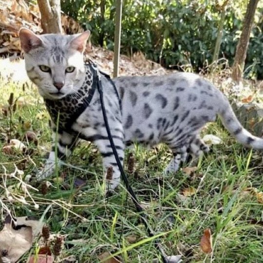 chat Bengal black silver tabby Quiba Chatterie de la Stella Félina (Bengal)