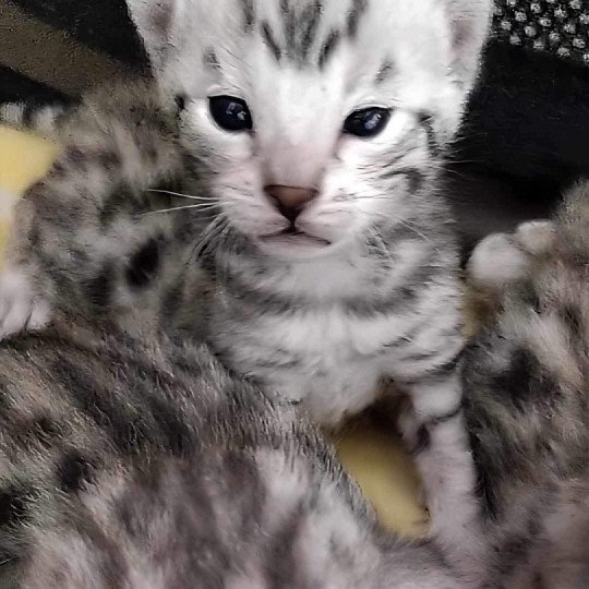 chat Bengal black silver tabby Quiba Chatterie de la Stella Félina (Bengal)