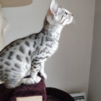 chat Bengal black silver tabby Quiba Chatterie de la Stella Félina (Bengal)