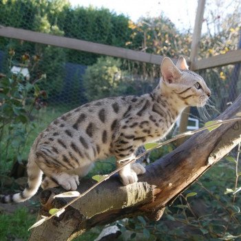 chat Bengal black silver tabby Quiba Chatterie de la Stella Félina (Bengal)