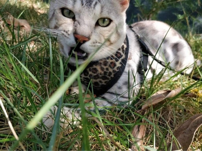 Nano Neko Bengal Quiba Mâle Bengal