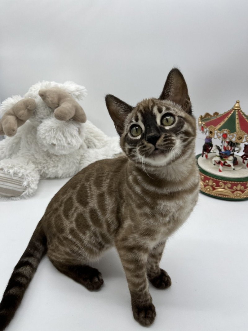 Nano Neko Bengal Tennessee Femelle Bengal