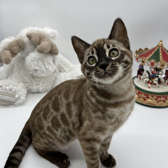 Nano Neko Bengal Tennessee Femelle Bengal