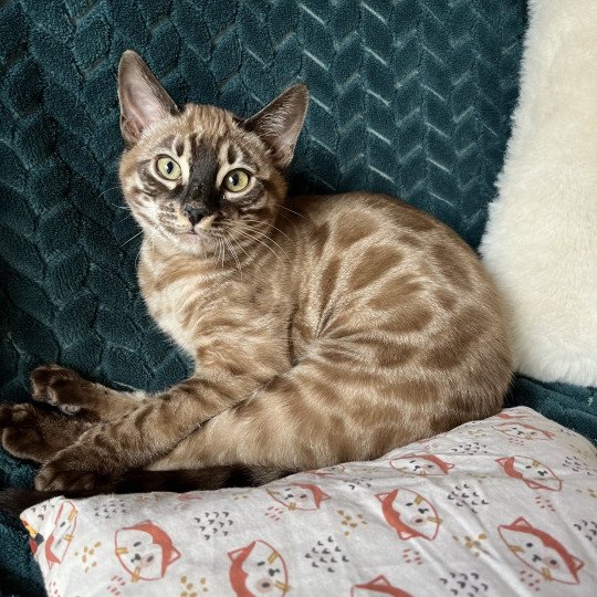 chat Bengal charcoal tabby mink Tennessee Chatterie de la Stella Félina (Bengal)