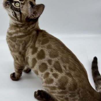 chat Bengal charcoal tabby mink Tennessee Chatterie de la Stella Félina (Bengal)