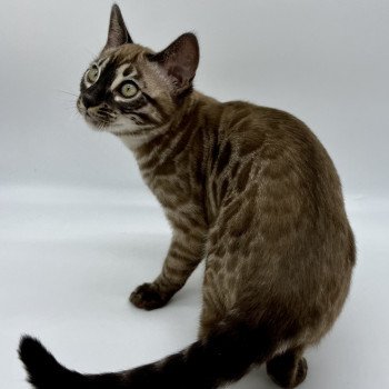 chat Bengal charcoal tabby mink Tennessee Chatterie de la Stella Félina (Bengal)