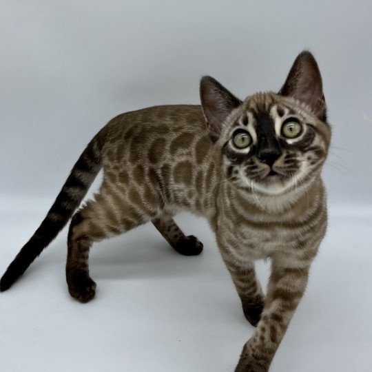 chat Bengal charcoal tabby mink Tennessee Chatterie de la Stella Félina (Bengal)