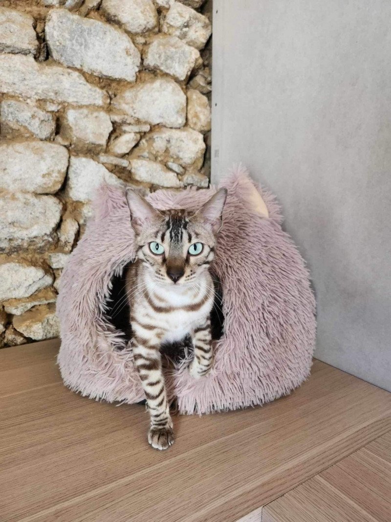 Fashion Bengal Thaone Femelle Bengal