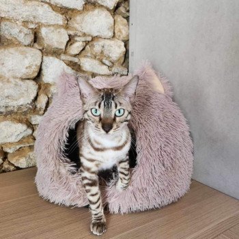 chat Bengal tabby mink Thaone Chatterie de la Stella Félina (Bengal)
