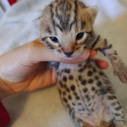 chat Bengal brown tabby Tikka Chatterie de la Stella Félina (Bengal)