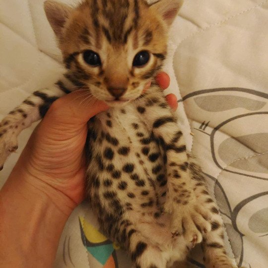 chat Bengal brown tabby Tikka Chatterie de la Stella Félina (Bengal)