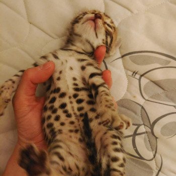 chat Bengal brown tabby Tikka Chatterie de la Stella Félina (Bengal)