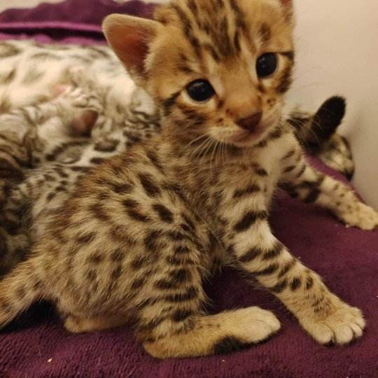 chat Bengal brown tabby Tikka Chatterie de la Stella Félina (Bengal)