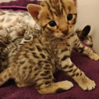 chat Bengal brown tabby Tikka Chatterie de la Stella Félina (Bengal)