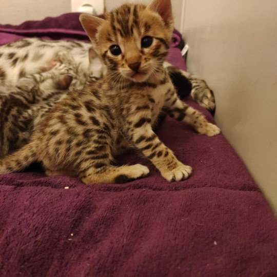 chat Bengal brown tabby Tikka Chatterie de la Stella Félina (Bengal)