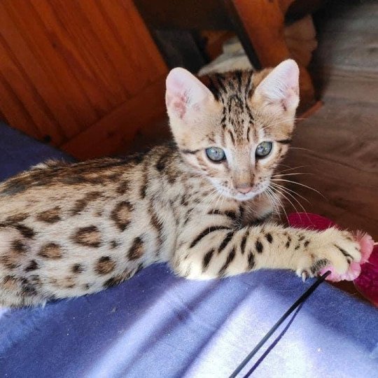 chat Bengal brown tabby Tikka Chatterie de la Stella Félina (Bengal)