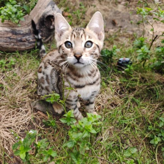 chat Bengal brown tabby Tikka Chatterie de la Stella Félina (Bengal)